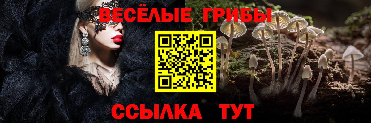 Галлюциногенные грибы Psilocybe Выборг